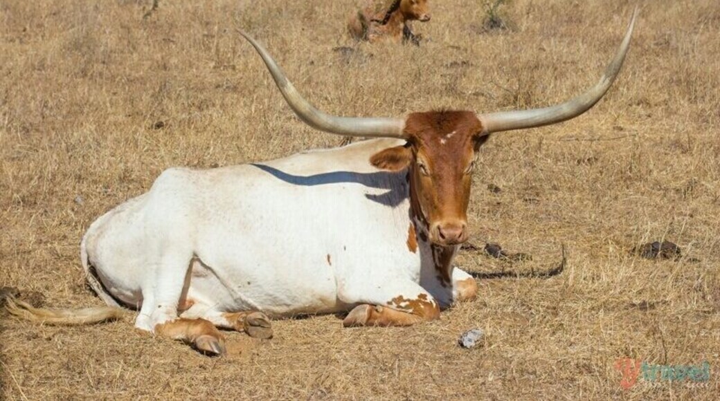 For a bit of the wild west in Australia and to learn about the Texas Longhorns go here.
The kids will love the chuck wagon tour and Cowboy Mike will have you laughing at his corny jokes all day.