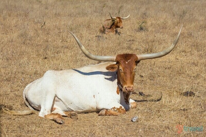 For a bit of the wild west in Australia and to learn about the Texas Longhorns go here.
The kids will love the chuck wagon tour and Cowboy Mike will have you laughing at his corny jokes all day.
