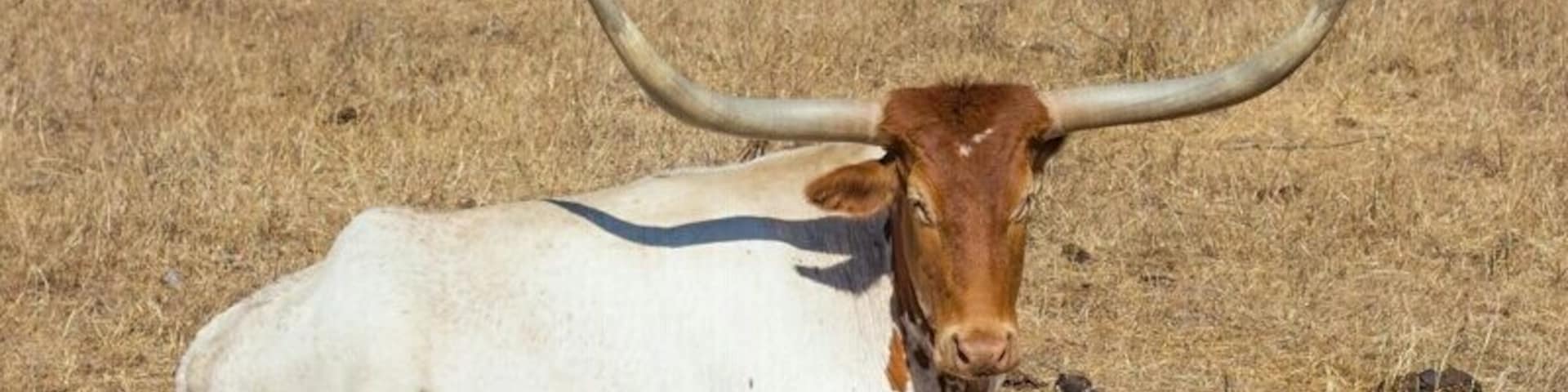 For a bit of the wild west in Australia and to learn about the Texas Longhorns go here.
The kids will love the chuck wagon tour and Cowboy Mike will have you laughing at his corny jokes all day.