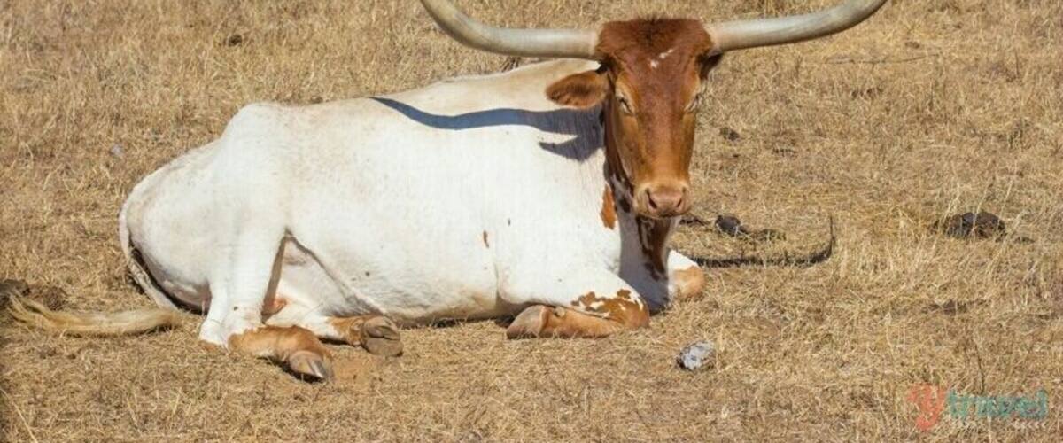 A white and brown longhorn cattle lying on dry grass with another cattle in the background.