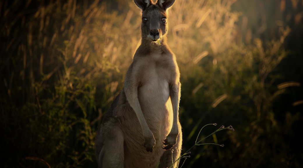 Young Male Eastern Grey Kangaroo enjoying the afternoon sun at Wacol in Brisbane, Queensland.