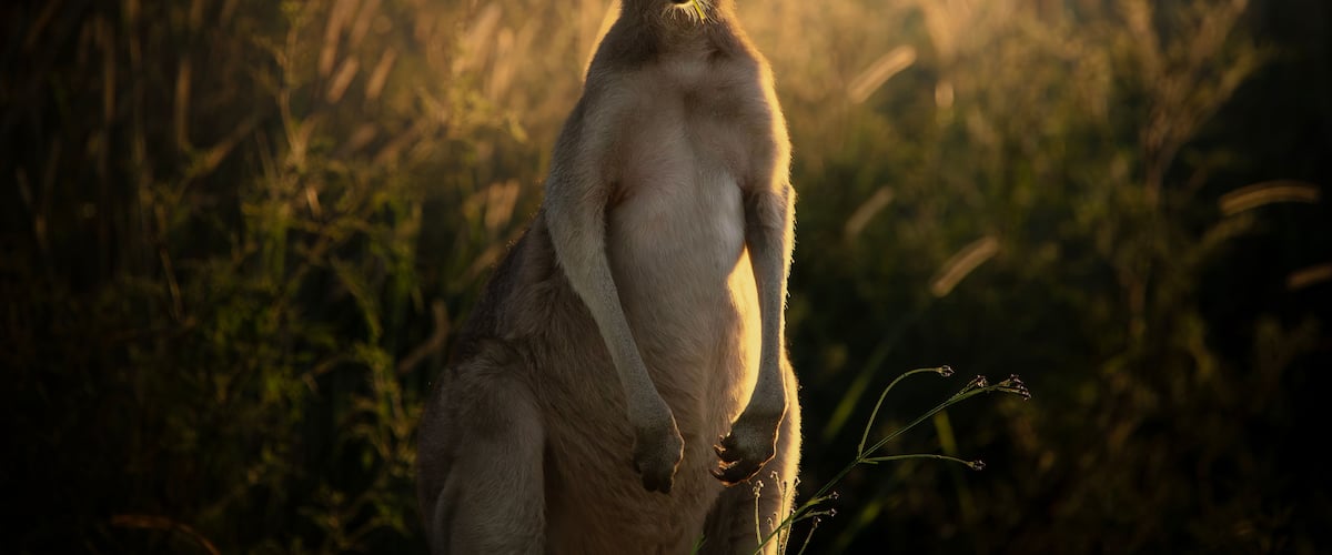 A kangaroo standing in tall grass with sunlight filtering through.