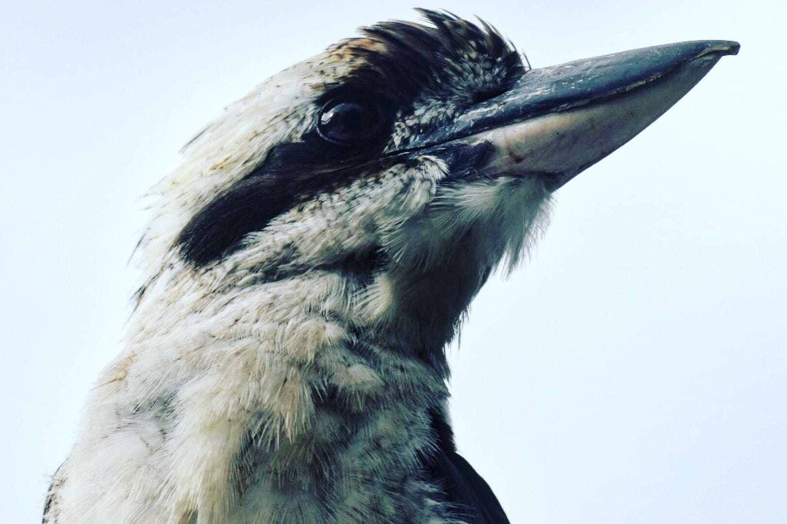 Enjoying the local Kookaburra 