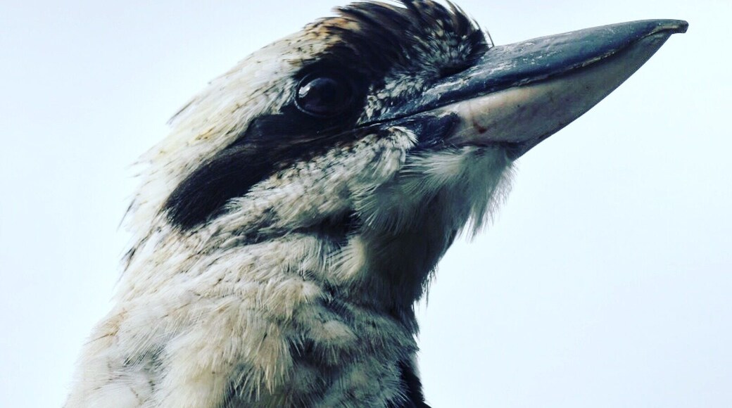 Enjoying the local Kookaburra