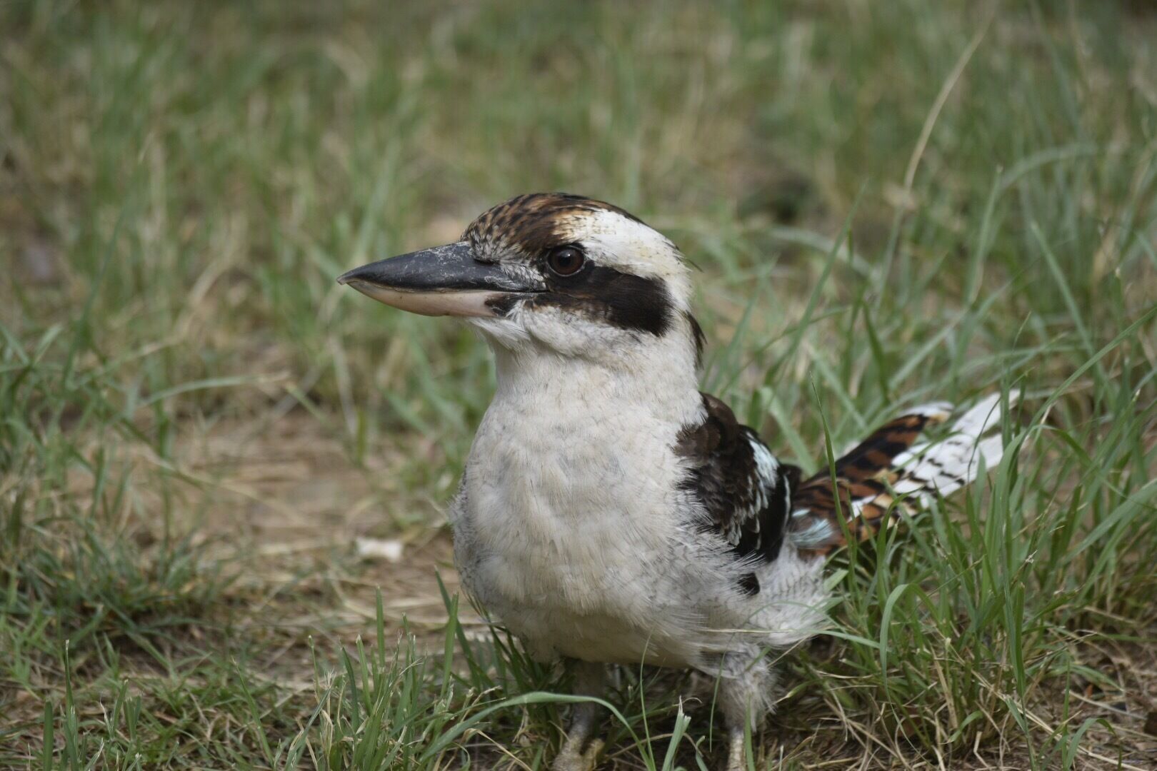 One of the locals at this campsite 