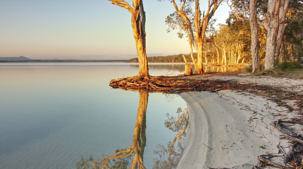A calm lake with a sandy beach, a fallen tree trunk, and a line of trees reflecting in the water.