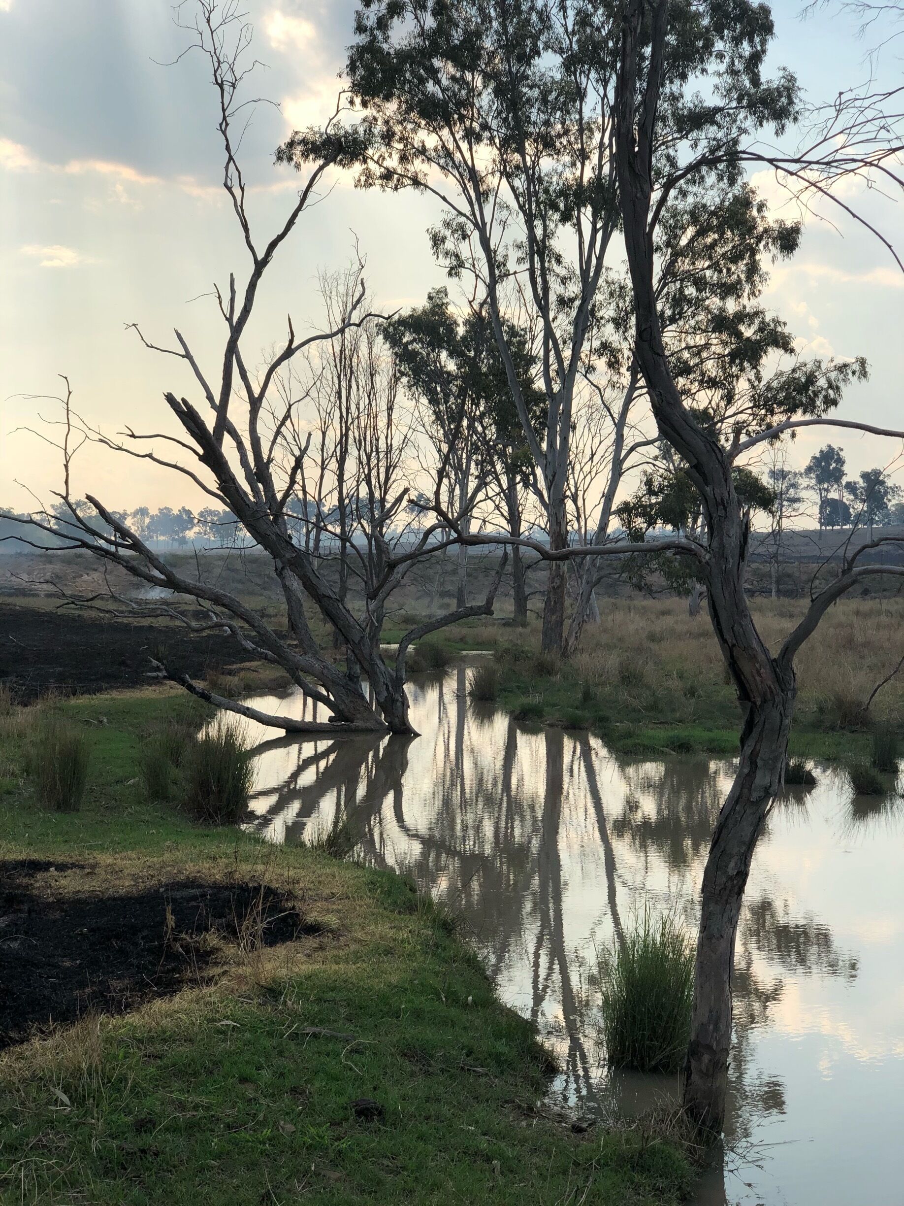 The property called Springburn