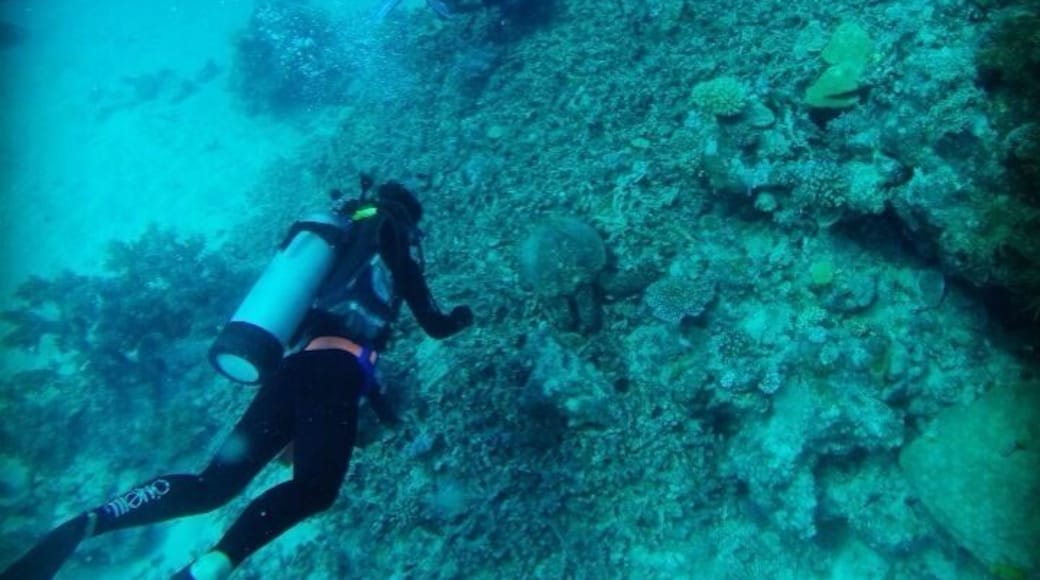 Diving in the Great Barrier Reef with Coral Sea Dreaming. Lots of turtles, reef sharks, and schools of colorful fish. This was taken in Milln Reef.