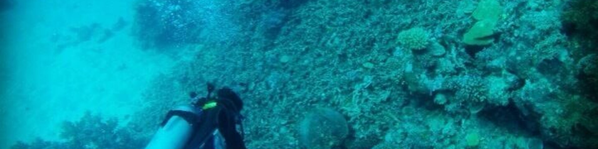 Diving in the Great Barrier Reef with Coral Sea Dreaming. Lots of turtles, reef sharks, and schools of colorful fish. This was taken in Milln Reef.
