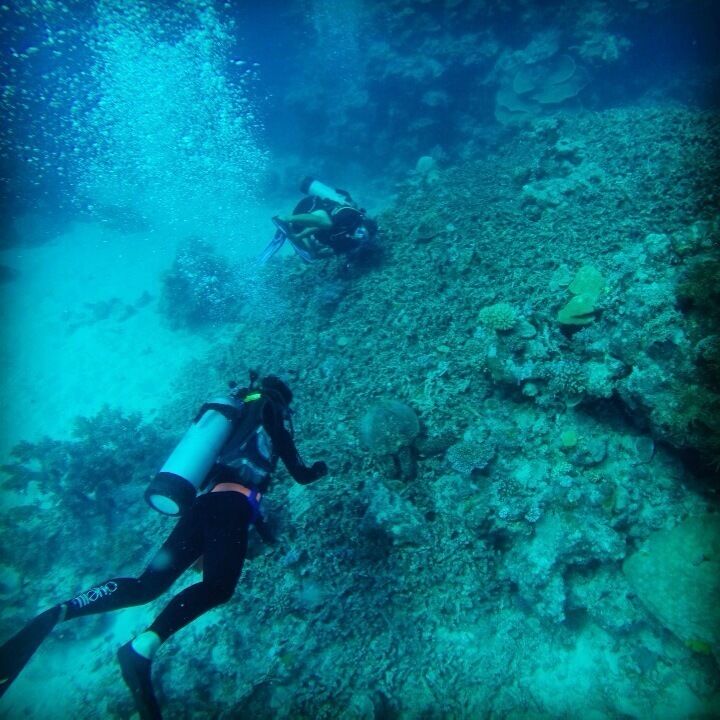 A diver exploring a coral reef with visible marine life and coral formations.