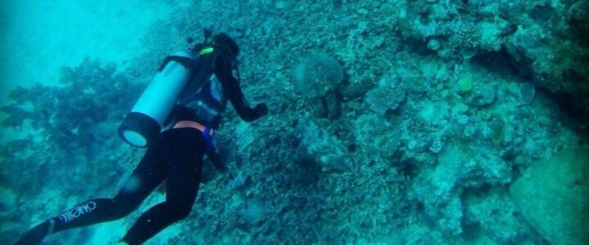 A diver exploring a coral reef with visible marine life and coral formations.