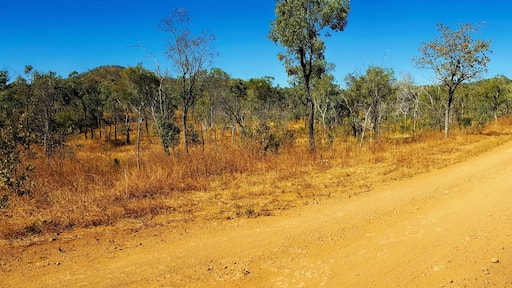 A dirt road flanked by trees in a dry, hilly landscape.