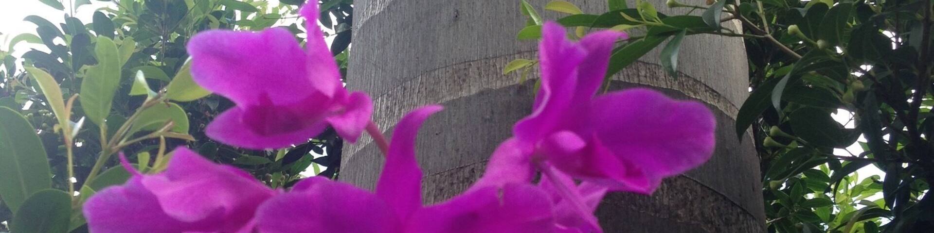 My garden of orchids