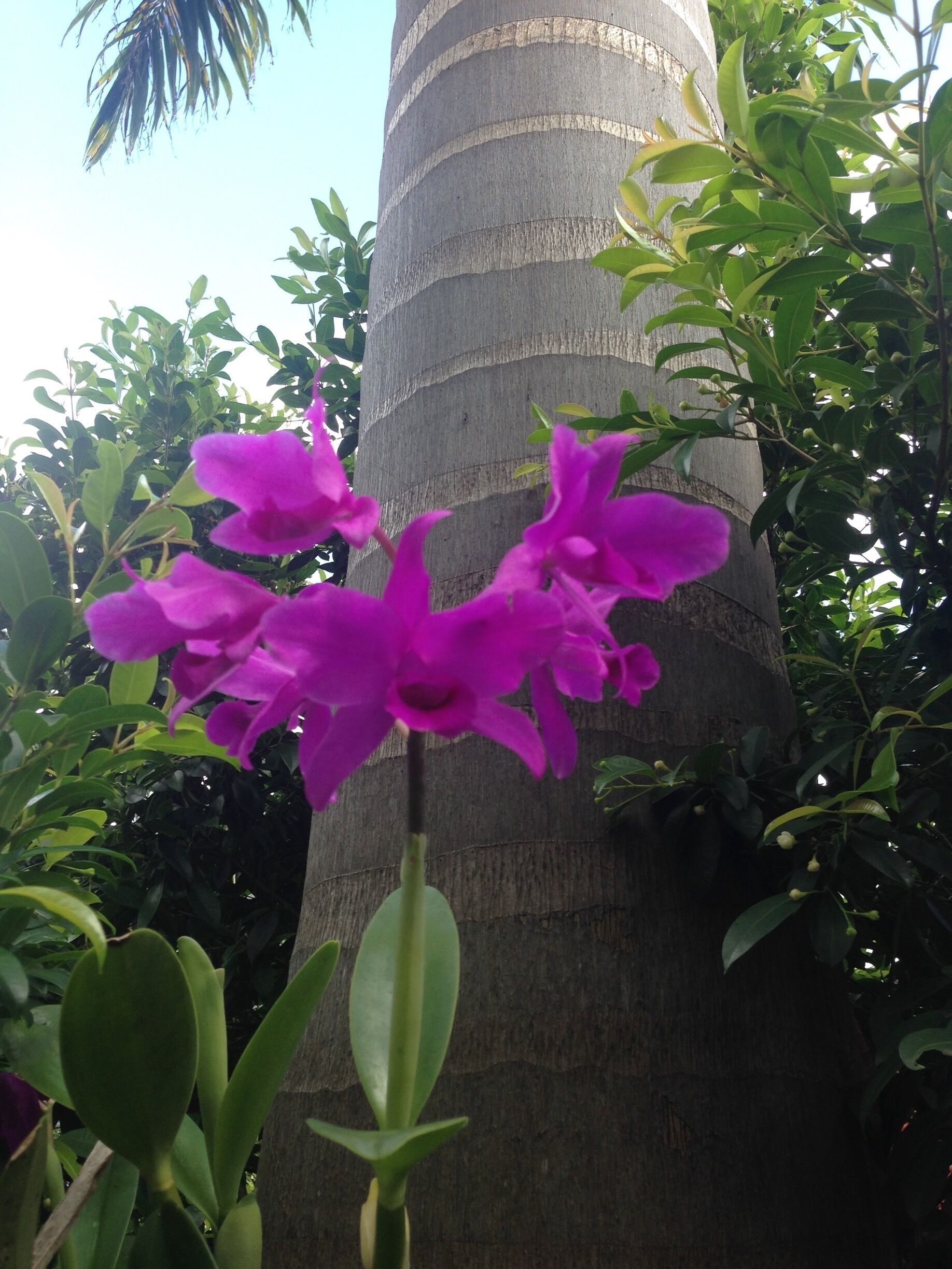 A tall palm tree with purple flowers in front of it.