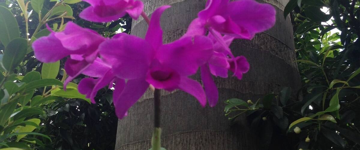 A tall palm tree with purple flowers in front of it.