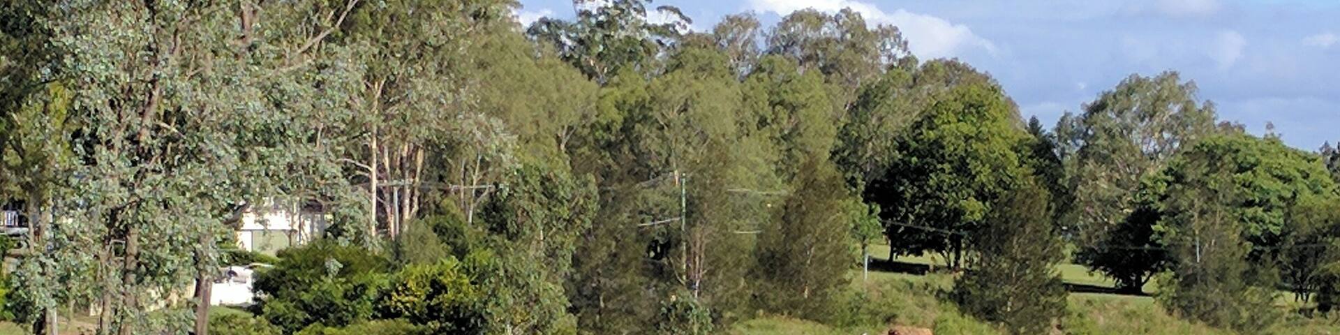 Kangaroo's on Ipswich golf course.