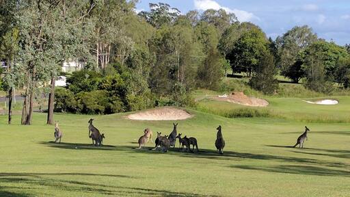 Kangaroo's on Ipswich golf course.