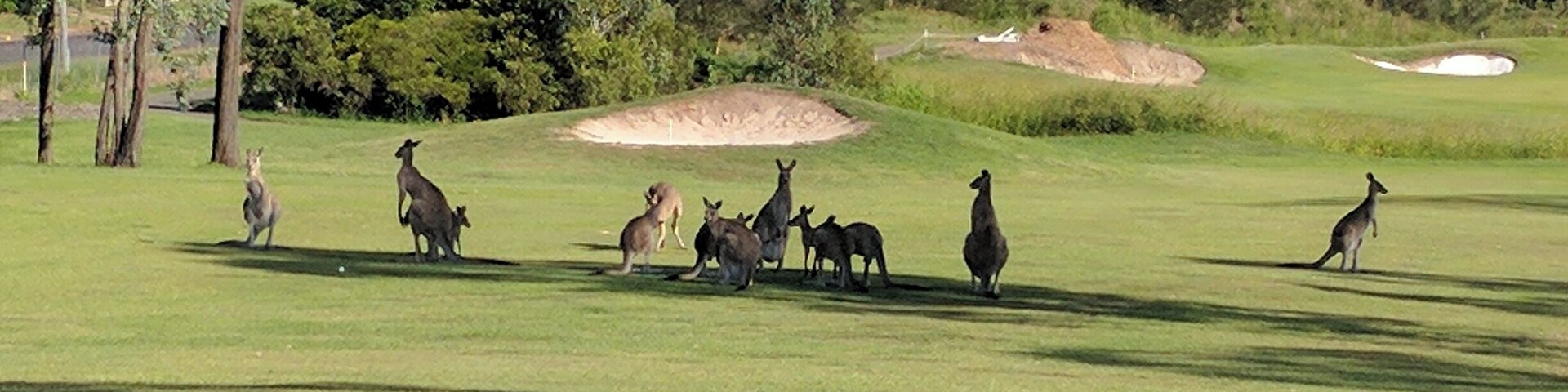 Kangaroo's on Ipswich golf course.