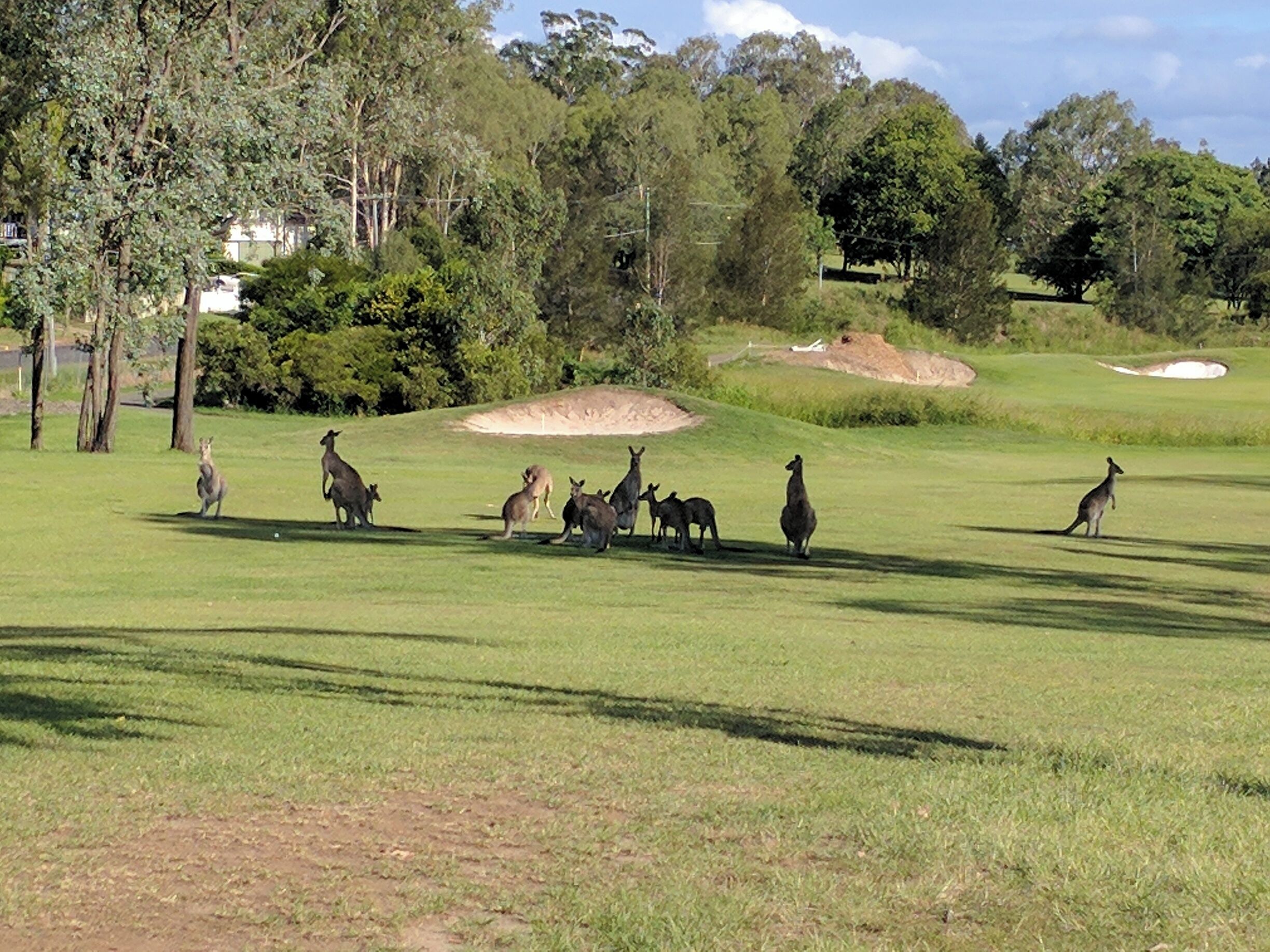 A grassy field with several kangaroos and a few trees in the background.