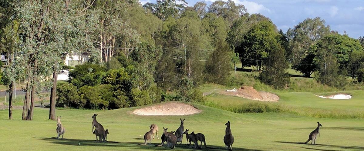 A grassy field with several kangaroos and a few trees in the background.