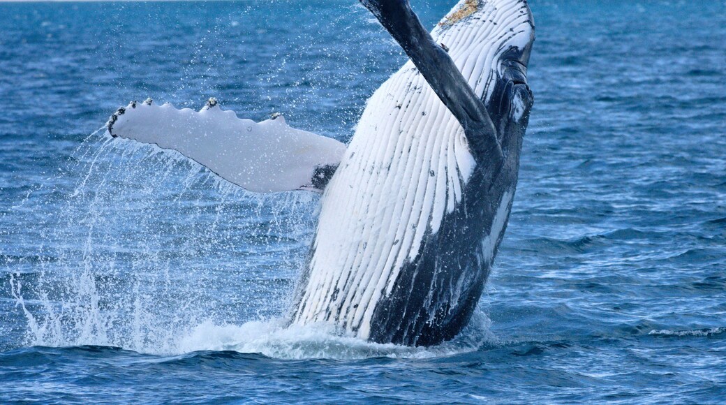 A whale breaching with water splashing around it.