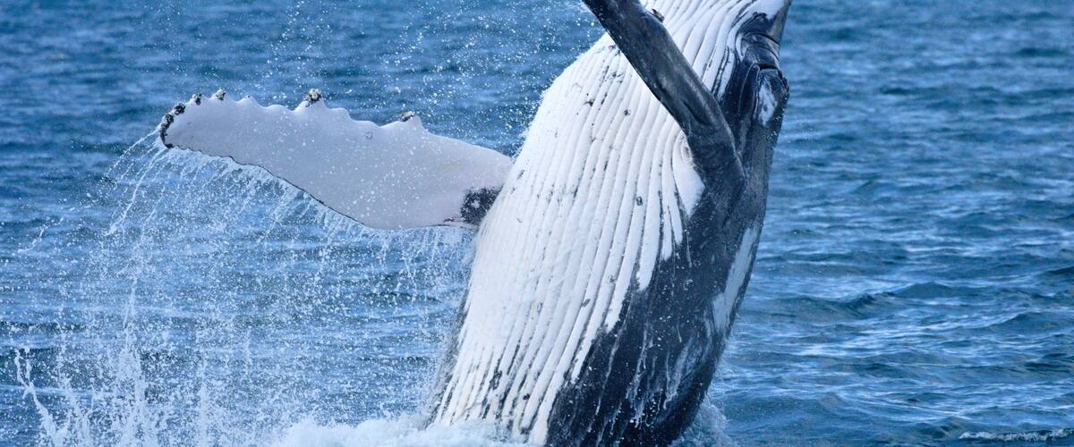 A whale breaching with water splashing around it.