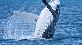 A whale breaching with water splashing around it.
