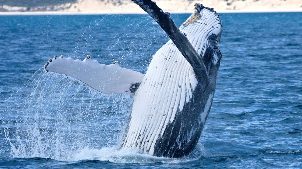 A whale breaching with water splashing around it.