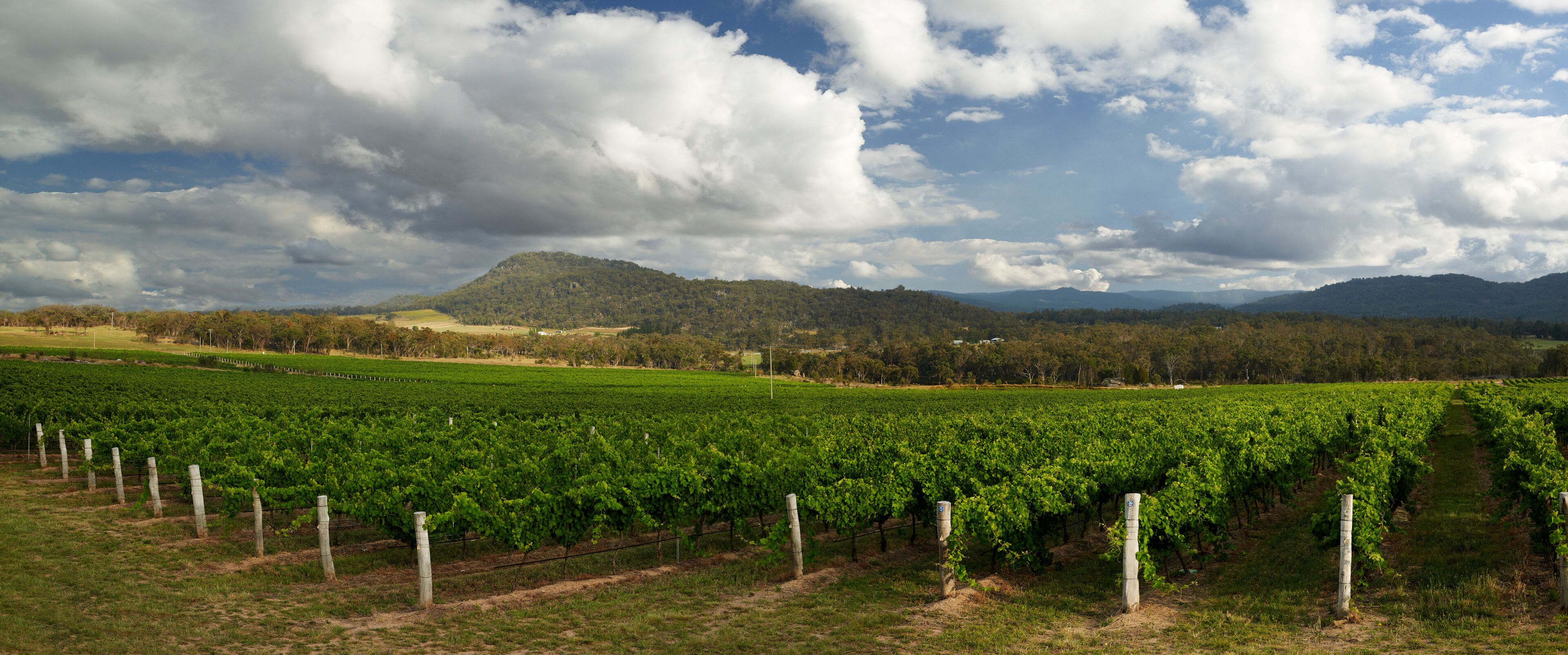 A vineyard with rows of grapevines under a partly cloudy sky.