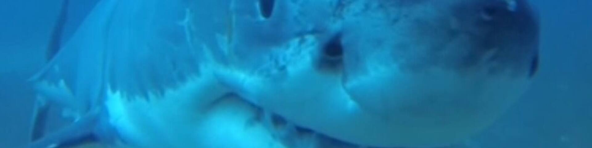 Getting up close to a great white shark