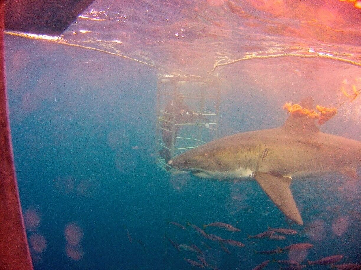 Cage diving with great white sharks - there is no greater adrenaline rush. The boat departs from Port Lincoln, South Australia for a couple of days out at the Neptune Islands. The Princess II is a comfy home at sea. There's the surface cage for every one and the bottom cage for certified scuba divers. The cage is lowered by winch to the ocean floor where the sharks slowly circle the cage. Definitely one for the bucket list