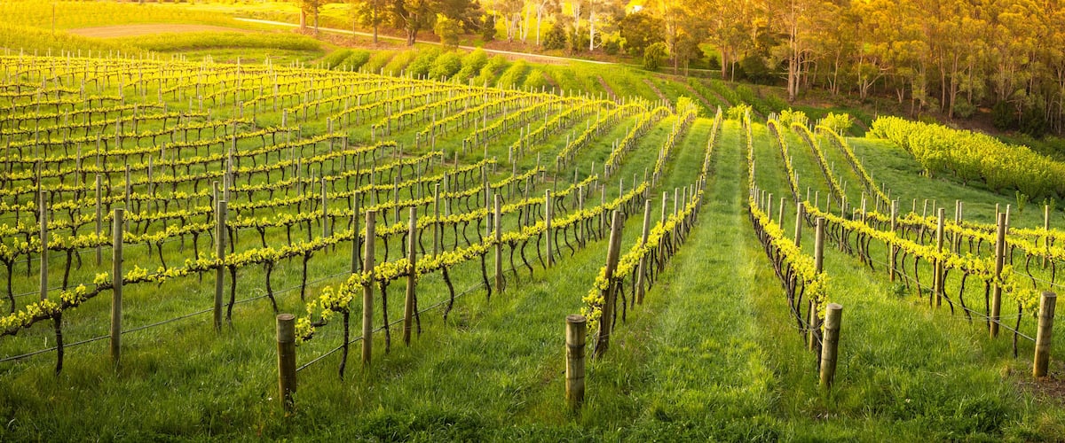 A vineyard with rows of grapevines.