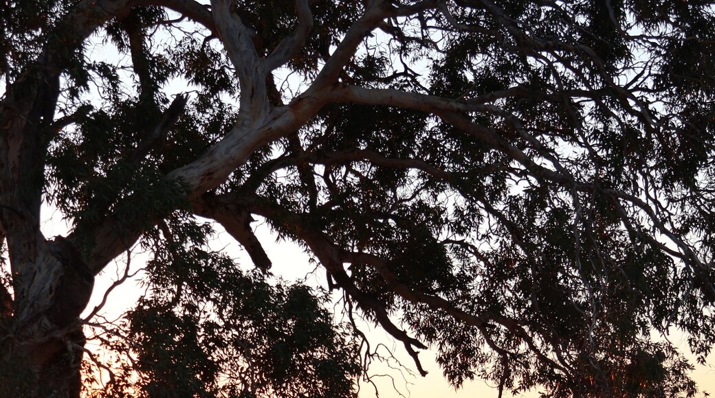 A tree with a cityscape in the background.