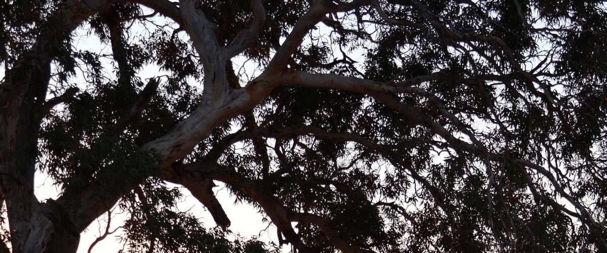 A tree with a cityscape in the background.