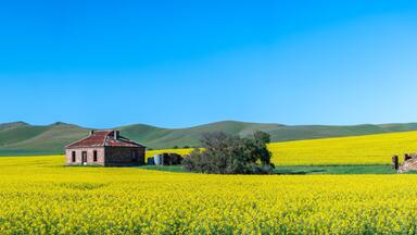 Iconic Midnight Oil house in Burra, South Australia surrounded by yellow canola and green hills in spring