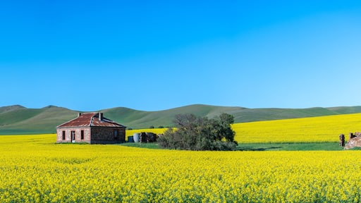 Iconic Midnight Oil house in Burra, South Australia surrounded by yellow canola and green hills in spring