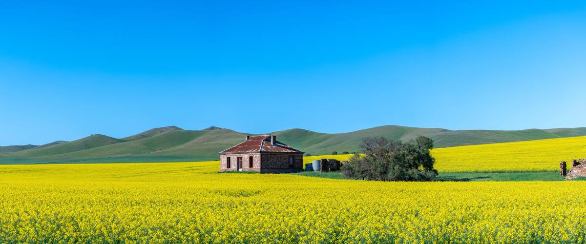 A yellow field with a small red-roofed building and green hills in the background.
