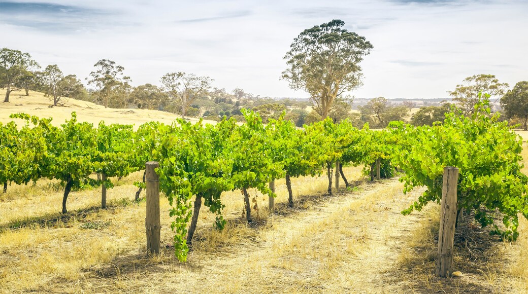 Barossa Valley