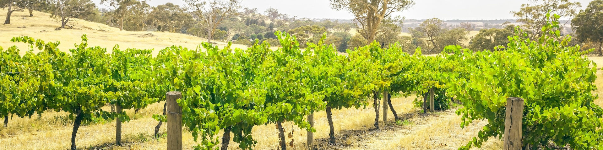 Barossa Valley
