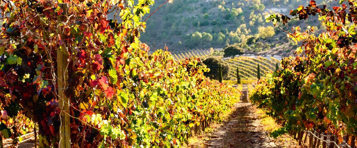 view of vineyards in autumn