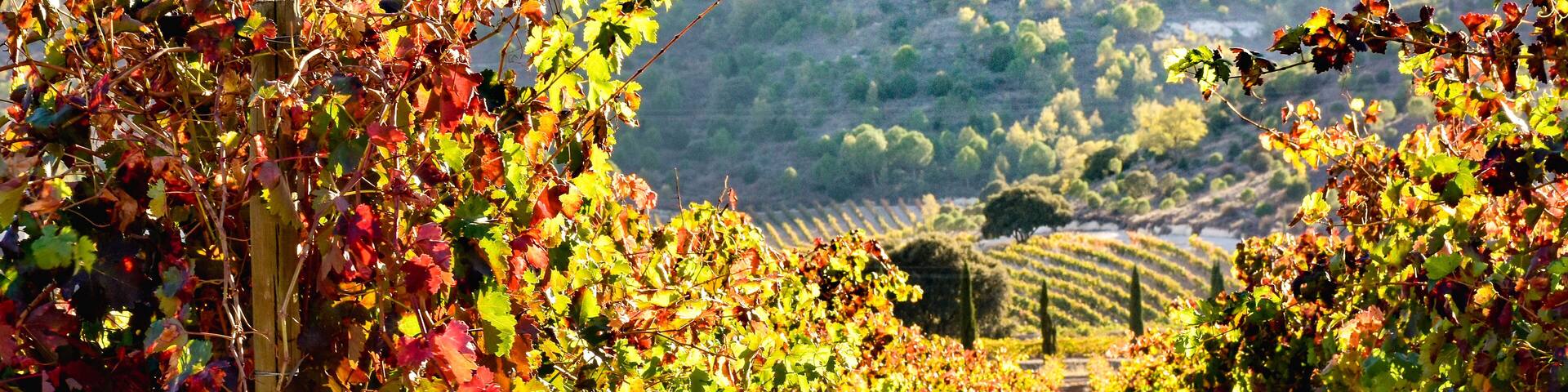 view of vineyards in autumn