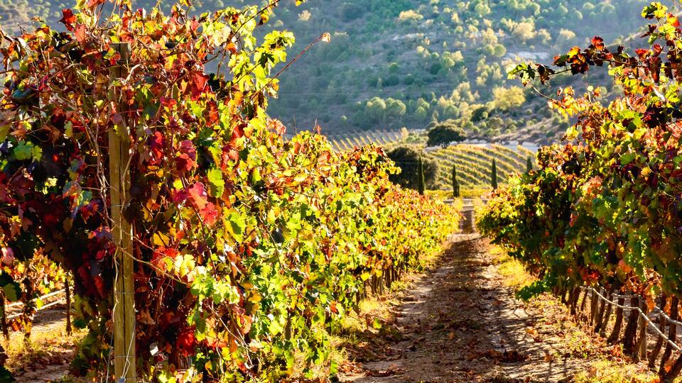 A vineyard with rows of grapevines and a dirt path.