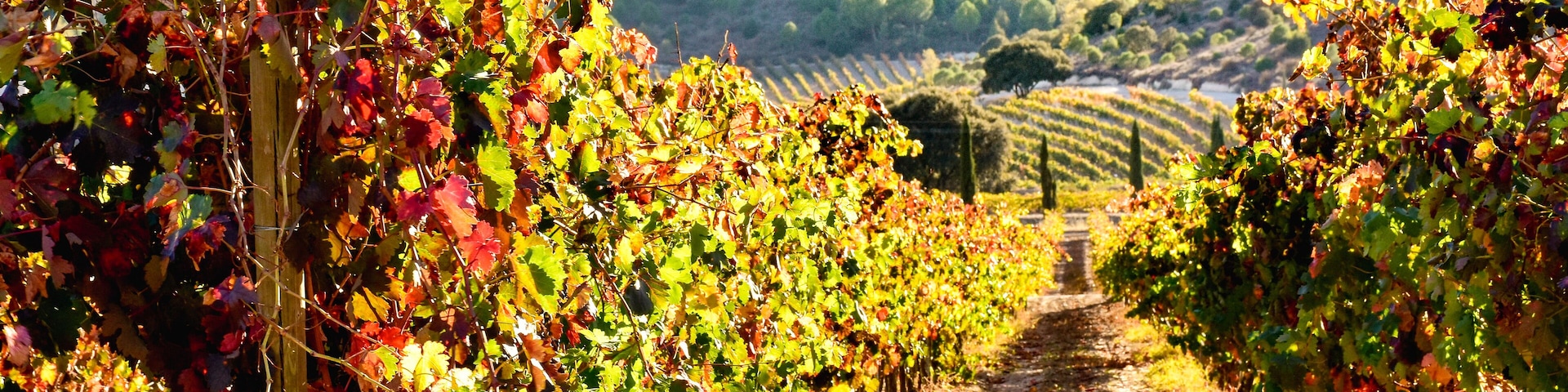 view of vineyards in autumn