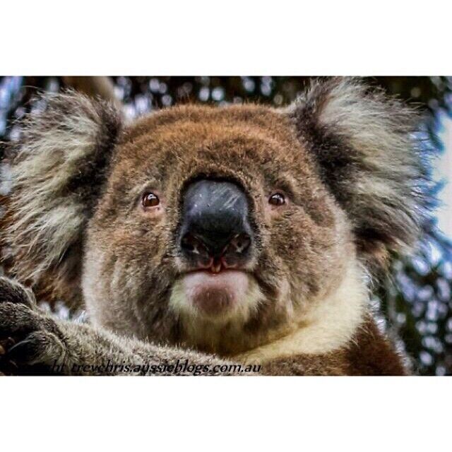 Hi from Down Under
http://www.liveeachadventure.com/