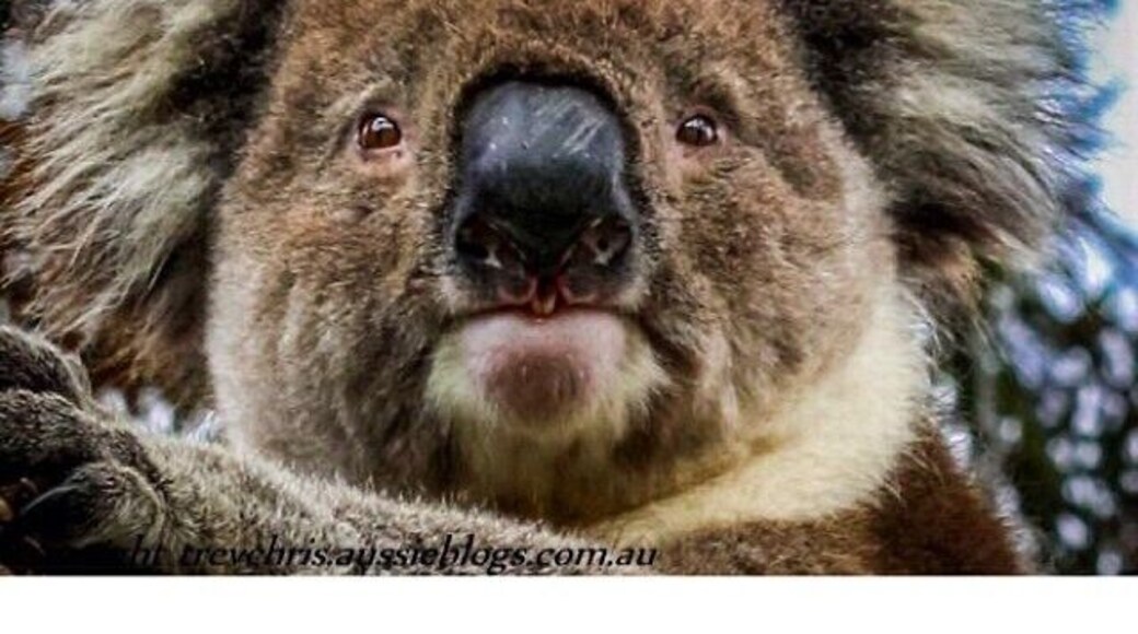 Hi from Down Under
http://www.liveeachadventure.com/