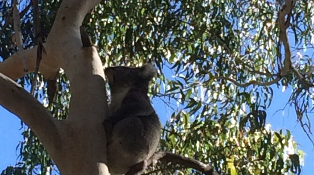 Beautiful park which leads to a waterfall. Walk among gum trees spitting koalas in their natural habitat. We spotted this one & watched it climb to the top of this tree, on the smallest branches. Not sure how but it made it!!