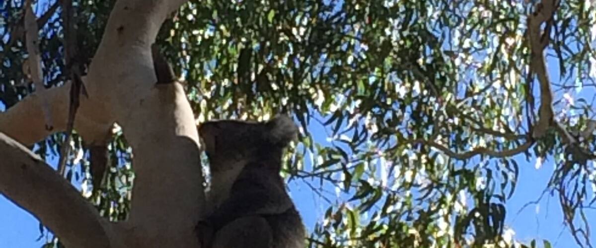 Beautiful park which leads to a waterfall. Walk among gum trees spitting koalas in their natural habitat. We spotted this one & watched it climb to the top of this tree, on the smallest branches. Not sure how but it made it!!