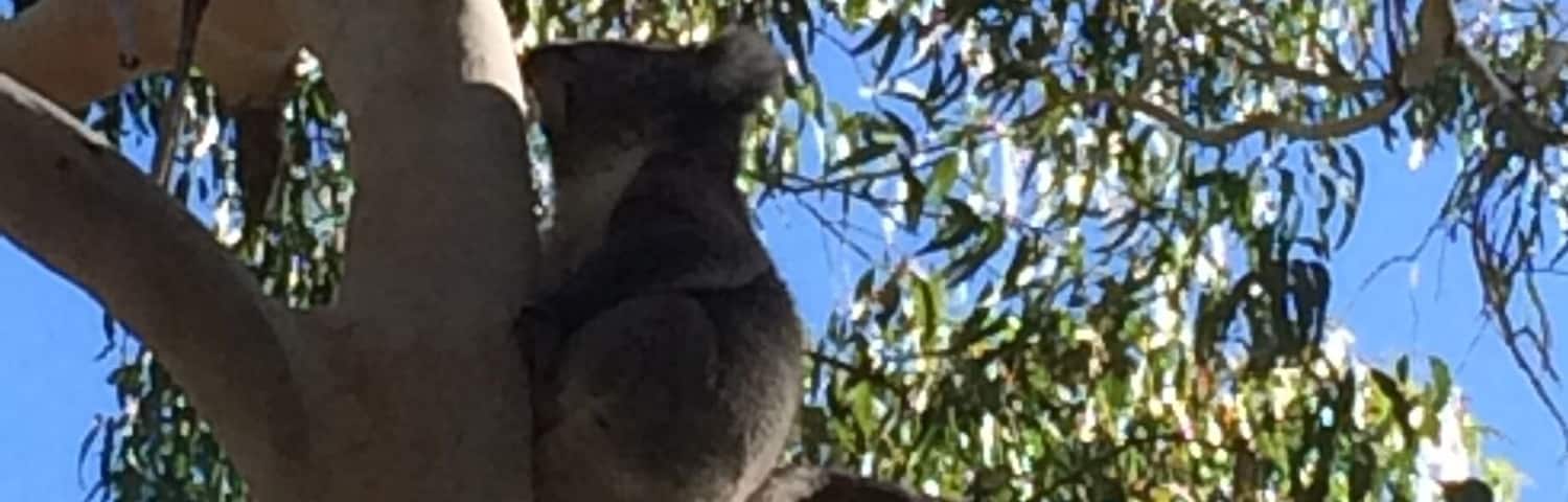 Beautiful park which leads to a waterfall. Walk among gum trees spitting koalas in their natural habitat. We spotted this one & watched it climb to the top of this tree, on the smallest branches. Not sure how but it made it!!
