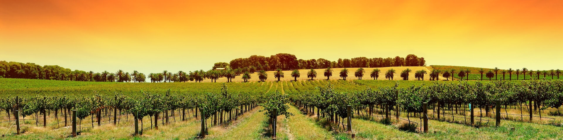 vineyard panorama sunset