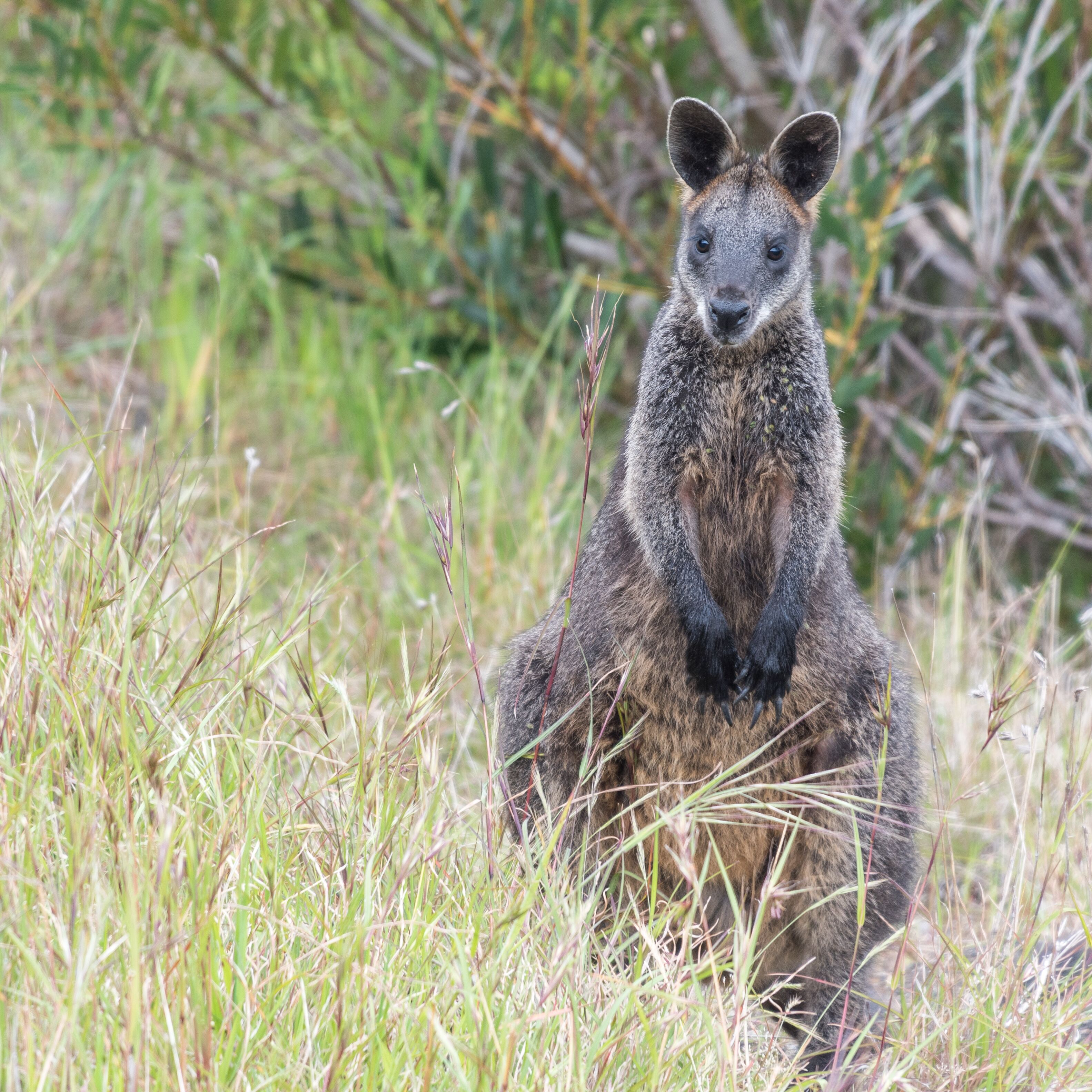 Swamp Wallaby (Wallabia bicolor) in grasslands of the Limestone Coast, South Australia